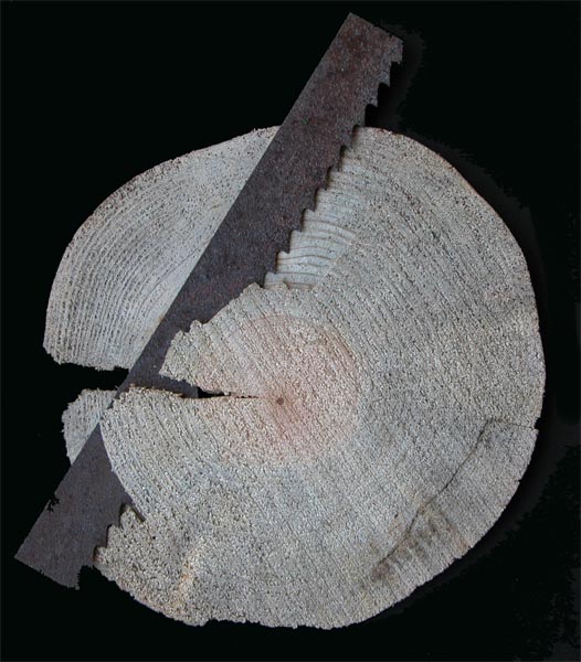 CURRICULUM VITAE 5, 2004, 170 mm, Wood and Iron

